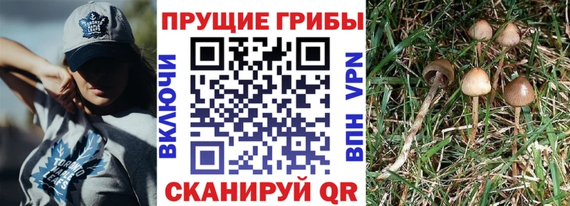 Псилоцибиновые грибы Psilocybe  Купить закладки  Сорочинск 